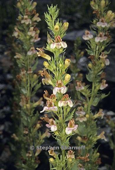 penstemon deustus 3 graphic